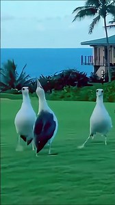 Albatross Courtship Dance #birds #nature