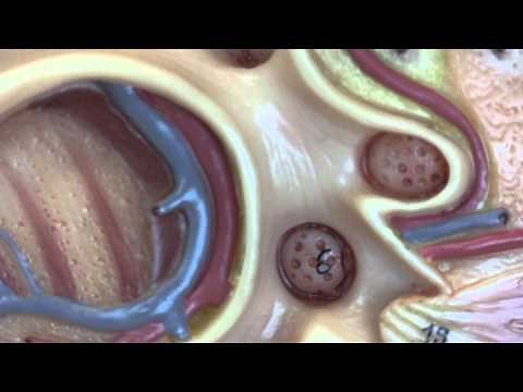 Anatomy 12, Renal structure and function.