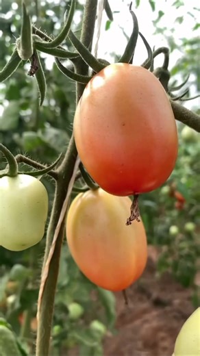 Enjoy a sneak peek into our process From farm to table, our harvest brings fresh flavors straight to your plate! 🍅🌿 #FarmFresh #HomegrownGoodness #farmtotable #farmgoodness #tomato #pepper #abujafarm