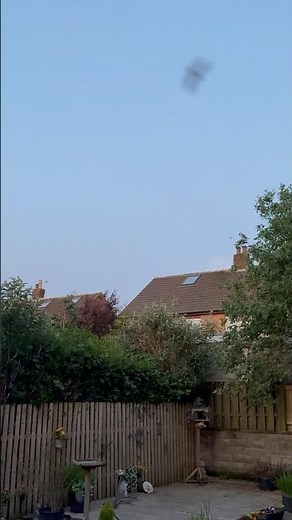 Bats flying at dusk! They are so quick!