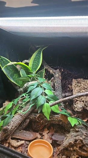 🐍🔴 WE ARE LIVE NOW! 🔴🐍 Slitherin Reptiles is LIVE on Facebook! Come hang out with us and meet our awesome reptiles 🦎🐢🐍 We’ve got LOTS to share with you… ✨ What’s new in store ✨ What we’ve been up to behind the scenes ✨ Some exciting updates ✨ And a look at our FABULOUS brand new event room! 🎉 Whether you’re a long time supporter or brand new to Slitherin Reptiles, we’d love to see you in the comments! Ask questions, say hi, and come check out the amazing animals 🖤 👉 Jump on now and joi