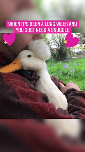 244K views · 10K reactions | Fun animal fact: ducks scientifically give the best hugs! 閭✨ | The Pet Collective | Facebook