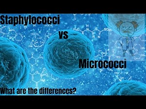 Staphylococci vs Micrococci: Differences between Staphylococci and Micrococci