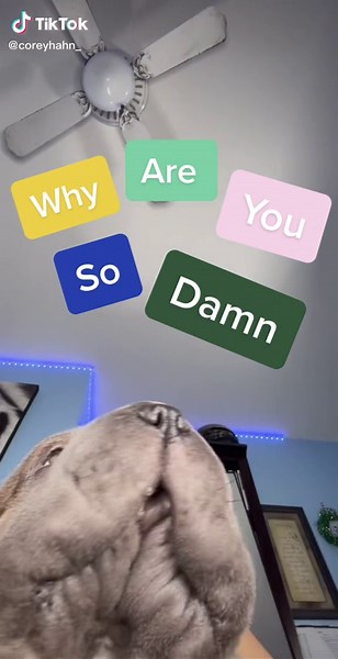 Reply to @thenamelesscorpse #fyp #foryou #foryoupage #petvlog #petlife #natureathome #levelup #trending #learningtodog #puppy #sharpei