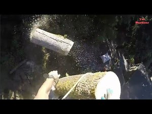 Dying Maple tree and fir tree removal. Three trunk maple tree was dying. You should see