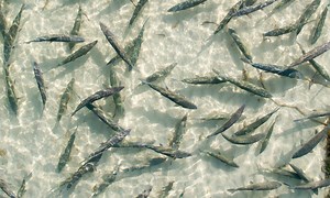 Bahamas Bonefishing Trips, Lodges & Guides | Yellow Dog Flyfishing