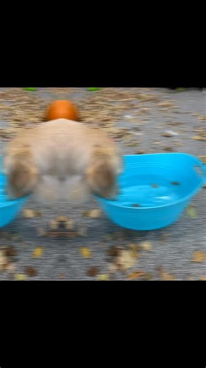 Ruby’s bobbin’ for treats! 🎃 She’s diving into some spooky fun and showing off her Halloween spirit — enrichment for only $5 👻🦴 #SublimePets #HowloweenFun #EnrichmentTime | Sublime Cat N' Canine Ltd.
