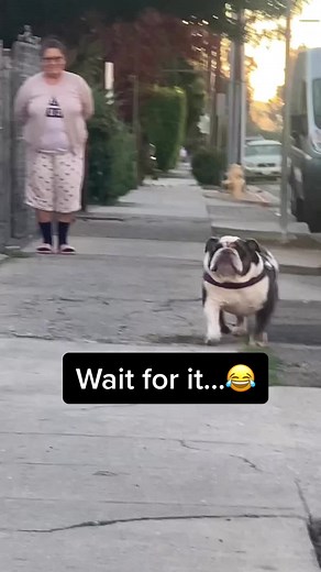 Big Bulldog Comedy: Hilarious Moments Caught on Camera!
