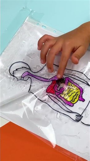 Dive into Digestive Fun! 🍏 DIY Craft Adventure