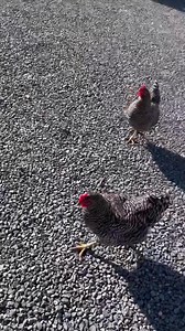 1.3M views · 52K reactions | Some of this may be disturbing. Viewer discretion is advised. | Sick Kids Entertainment | Facebook