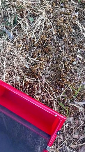 The Sticker Burr Roller makes it easy to roll over your lawn and collect goatheads, sand burrs, grass burrs, burr clover, and other pesky prickers. Roll it. Collect it. Take your yard back. #StickerBurrRoller #BurrRemoval #Goatheads
