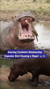 Amazing Symbiotic Relationship: Oxpecker Bird Cleaning a Hippo! 🦛🐦