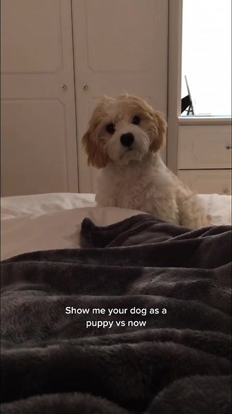 Cavachon vs Cockachon Puppy Transformation