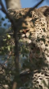 Episode 2 of our Virtual Safari X Cinematic Wildlife series has dropped! Head over to YouTube channel to watch 🐾 https://youtu.be/a16lOTzVxvc?si=EsrfOvrSRcBPGS6b Don’t forget to hit subscribe 🔔 Lauren and David finally get the sighting they have been waiting for. Filmed by @the_norman_eastaugh on the @reddigitalcinema Raptor and @sony FX6 whilst @laurenthenaturalist misses her modified @rangerover. Join them as they bumble through the @timbavati_pnr. #toowild #wildlifefilmmaking #safari #virtu