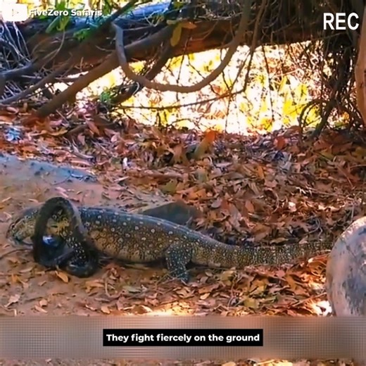 Lizard bite and swallow python | Nature Animals TV | Facebook