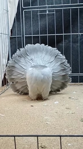 All About Fantail Pigeons: A Hobbyist's Guide