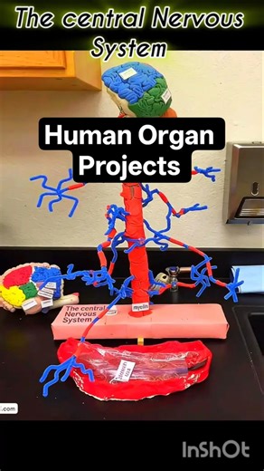 Human Organ Projects 🫀 #scienceproject #biology #projectideas #project #scienceexperiment #education