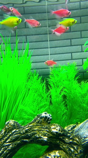 #hocac #cacanh #aquarium #fishtank #aquascape #relaxing #chill #petfish #hocacmini #aquariumlife