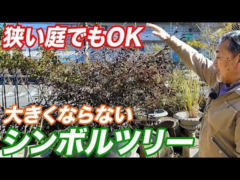 【知らないと失敗】大きくなりすぎないシンボルツリー11選！植栽をする際のアイデアもご紹介【植木】