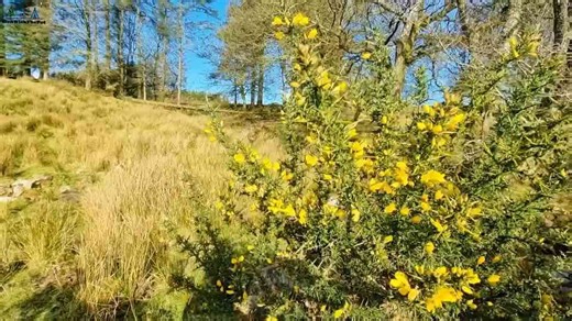 Best Ways to Cook Bread Over a Campfire