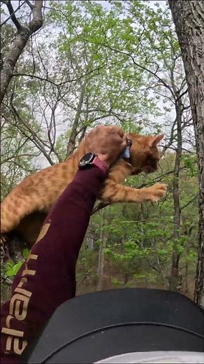 3 Cat Rescues in ONE Day 😳🐱