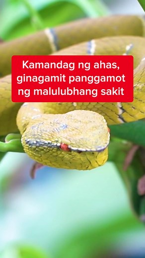 Kamandag ng ahas, ginagamit panggamot ng malulubhang sakit #KMJS #NewsPH #SocialNewsPH