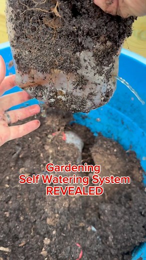 Self Wicking Container update! This is a self watering container you set up for your garden to help you never forget to water a plant! It has helped me keep many plants alive! #plants #containergarden #garden #gardenplanting #gardening #container #growyourownfood #food #diy #diyproject #gardenproject #gardenideas | Salty Acres