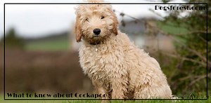 Cockapoo Growth Chart (Weight Chart & Size Chart)