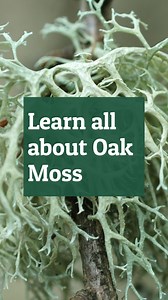 Say hello to Oak Moss (which is actually a lichen)!🌱 Listen to Plantlife's Meg Griffiths chat about this special species in this video🌲 We're working hard to protect valuable lichens like Oak Moss - want to help? Donate to our 'Shine a light on lichens' appeal as part of the Big Give #ChristmasChallenge 🎉 📆 From now until 5th December, every donation made will be doubled while match funds last! Find out more and donate now 👉 https://joinplantlife.org/45B8EtB | Plantlife: saving wild plants