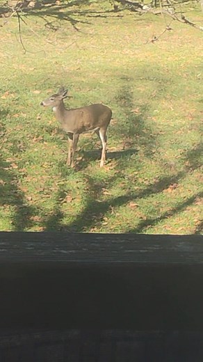 Little Bird and a Doe. Wow what a cool thing to witness. Watching this bird sitting on the backs of two does eating ticks or something off their backs, head and ears... plus probably warming up by sitting there. Appreciate the little things that most overlook on a daily basis. | Travis Hayton