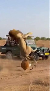 Nature has no script… one second 🦌🦁🔥#Wildlife #SafariAdventure #LionAttack #NatureUnfiltered