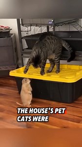 1.2M views · 10K reactions | The family saved a helpless prairie dog and raised it until it recovered #rescue #prairiedog | Millions Moments | Facebook