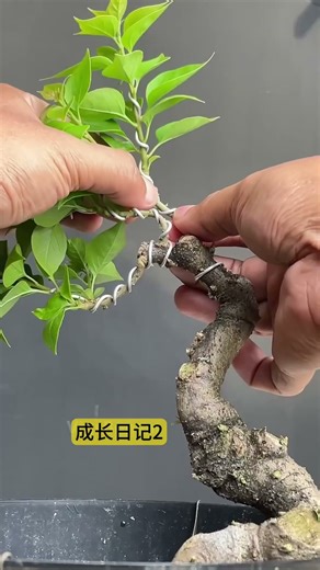 Making potted Bougainvillea basin with flowers #triangle flower #potting art #gardeners
