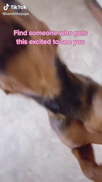 Shes a very excited pup #pup #puppy #puppylover #puppiesoftiktok #puppies #dog #dogsofttiktok #dogs #fyp #foryou #doglife #doglover #chiweenie #chiweenioftiktok #chiweenipuppy #funnypets #funnydogs #funnydogsoftiktok #funnydogvideos