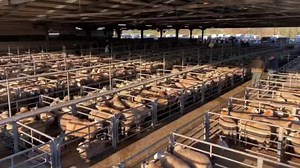 13K views · 185 reactions | Ruthin Farmers Auction Co Ltd on Reels | Facebook