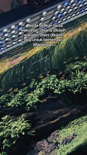 Modal bismillah.. 💪💪💪 #aquascape #akuarium #interiordesign #homedecor #lsraquariumgallery #fyp #foryou #fyppppppppppppppppppppppp
