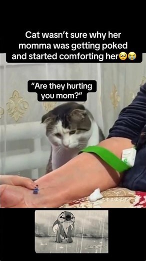 Cat was worried🥺 #fyp #viral #animals #cat #cats #cute #sad #funny #fypシ #shorts #ytshorts #yt #aww
