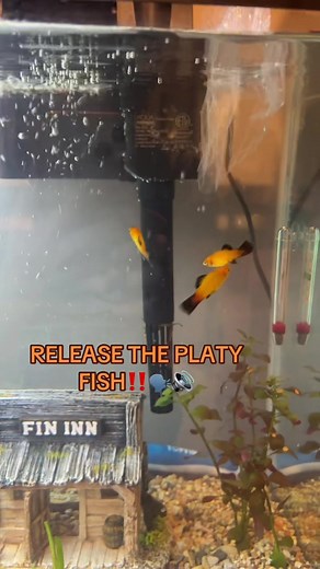 ¡Libera el pez platy! Ideas de nombres adorables