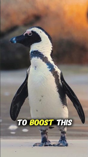 3 Fascinating Penguin Facts You Didn’t Know 🐧 #animalfacts #animals #animallife #wildlife