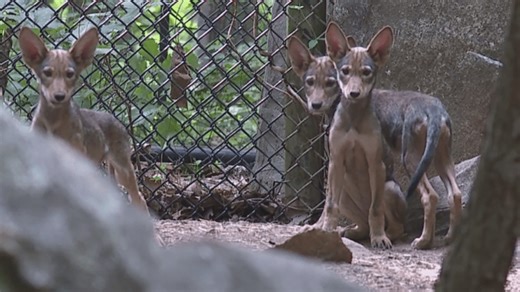 The American red wolf is critically endangered. Here’s how the North Carolina Zoo is helping