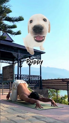 5 Animal-Inspired YOGA POSE You Didn’t Know You Were Doing 🦋🦩