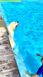 Blame the Dog! Buster Made Me Late for Baseball Again Late to practice thanks to Buster’s pool obsession—again! ⚾🐶💦 | Buster Funny