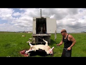 CATTLE BEAST HOMEKILL