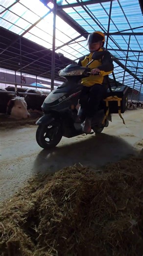 Cattle Breeding Basics: Essential Tips for Newcomers