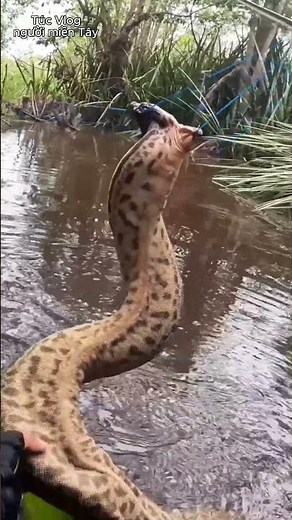 Visit the family of the world's largest anaconda #snake