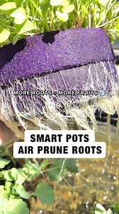 4K views · 46 reactions | Smart Pot planters, beds, and other gardening products create prolific root structures that promote healthier plants and superior yields. Made in the USA, durable Smart Pot products are the industry leader in design, innovation, and quality. No wonder we are the brand preferred by professional growers. | Learn more at SmartPots.com | #smartpot #usamade #garden | Smart Pots | Facebook