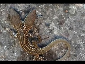 LUCERTOLA A DUE TESTE