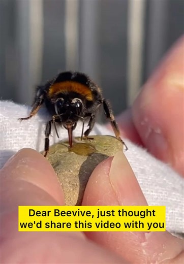 We all remember the first bee save with our Bee Revival Kit 🥹💛 Thank you bee-saving husband and wife, Christa and Stuart for writing into us! #dearbeevive #beerevivalkit #beevive #savethebees #customerexperience #bumblebee #beesaver