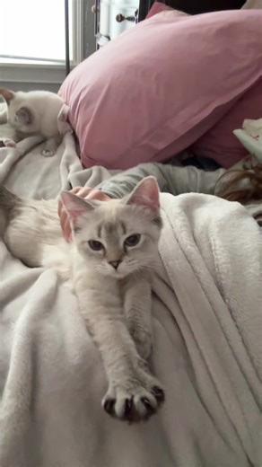 Snow days with kitties | ragdoll cat