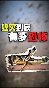 100 billion locusts! The most terrifying natural disaster in history #weiwei #locust #locusts #na...